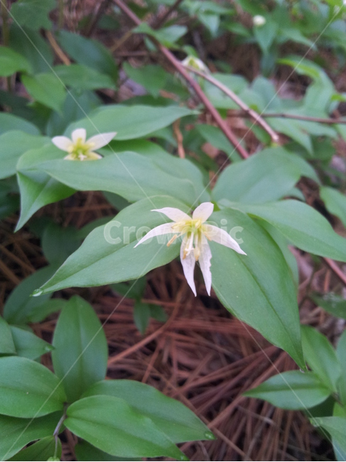 식물,꽃,애기나리,자연,plant,flower