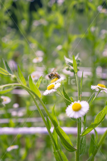꽃,벌,식물,자연,봄꽃,동물,곤충,벌레,flower,nature,plants,bee,animal,insect,bug,식물,자연,plants,nature,꽃,flower