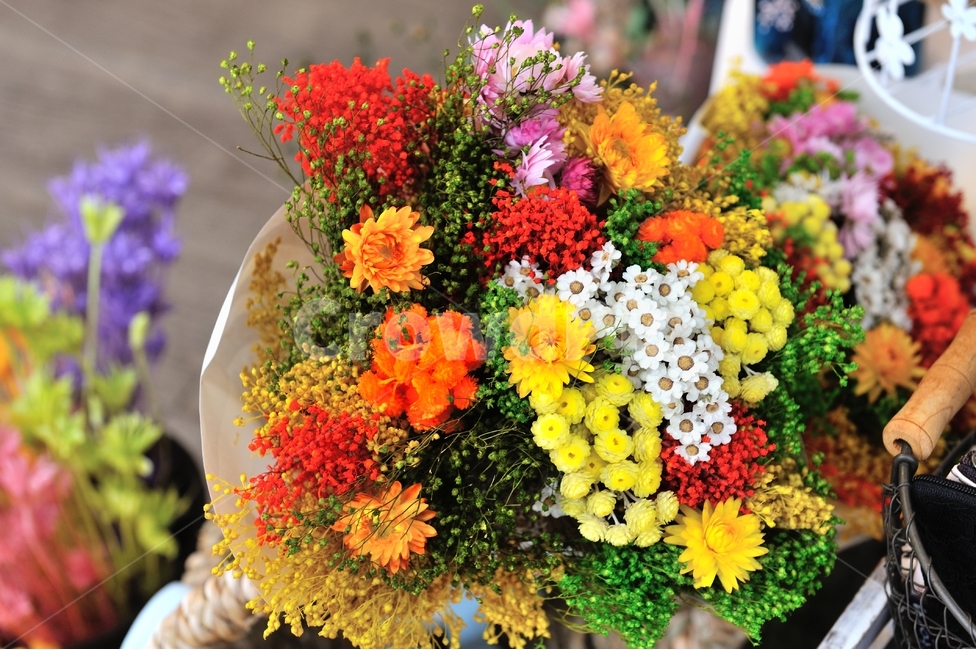 꽃,식물,색깔,화려함,선물,플라워,꽃,flower,실내용화초,화분,화초,house plant