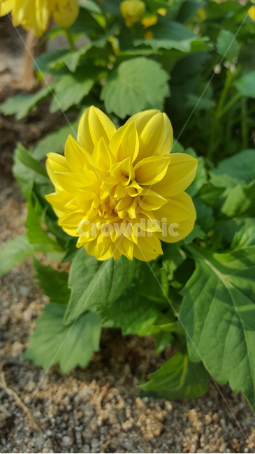 꽃,식물,근접,봄,flower