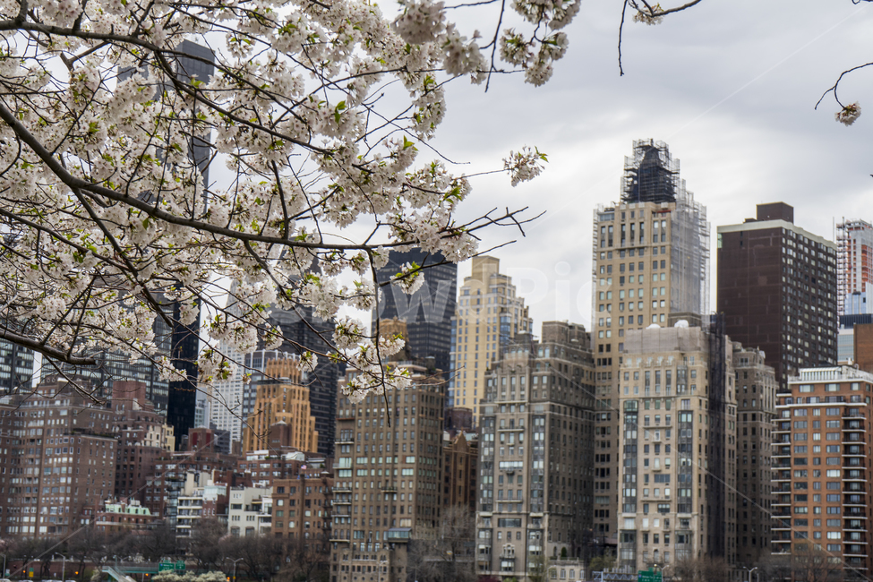뉴욕,봄,도시,꽃,벚꽃,중심지,도심,빌딩,어반,건축,화이트,핑크,미국,newyork,cherry,cherryblossom,blossom,spring,white,pink,skyline,usa,buildings
