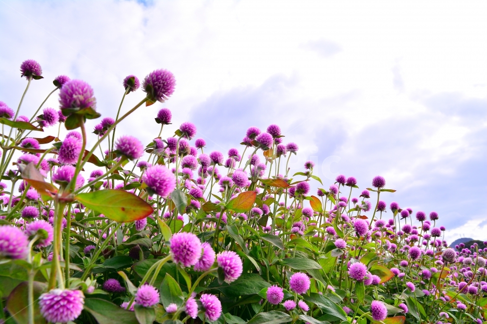 꽃,천일홍,가을꽃,아름다움,sns,ebook,가을이미지,빨강,분홍,흰색,flowers,plants,red,colorful,칼라풀,색상,가을,autumn,fall,garden,공원,배경,백그라운드,바탕화면,꽃밭,명소,가볼만한곳,관광,산책,구경,tour,나리공원,뷰티풀,beautiful,feeling,emotion,감성,필,분위기,느낌,park,야외,수많은,식물,풍경,자연,아름다운,꽃잔치,꽃물결,주말나들이,가든,천만송이,분홍색,핑크색,식물,자연,plants,nature,꽃,flower