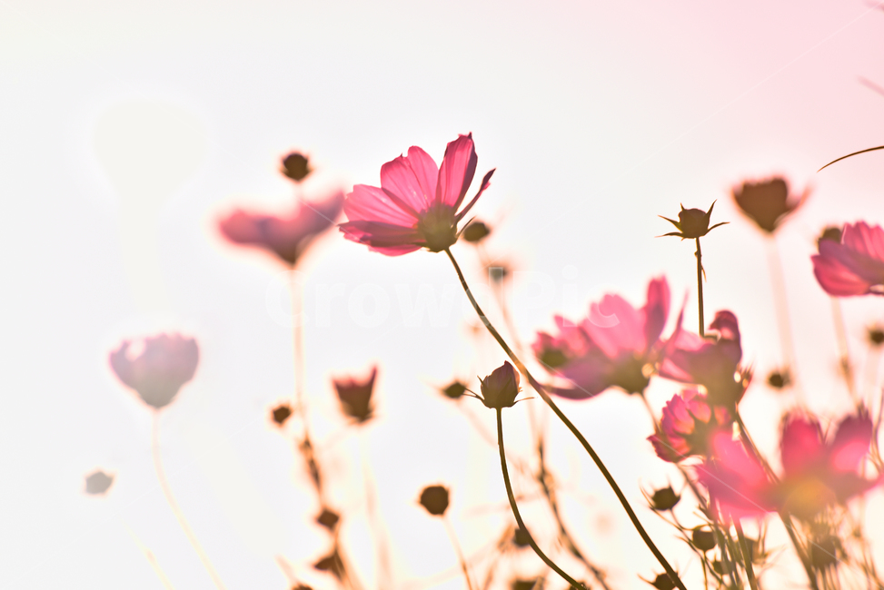 코스모스,감성사진,가을꽃,가을배경,일몰,석양,sunset,야생화,가을분위기,시즌,9월,10월,들꽃,초본,분홍색,cosmos,flowers,autumnbackground,백그라운드,배경,바탕,느낌,필링,분위기,emotional,sensible,feeling,wildflowers,season,계절,해질녘,해질무렵,핑크색,flower,꽃잎,petal,plant,야외,outdoor,blossom,식물,꽃,가을,계절,fall,autumn,season,식물,자연,plants,nature,꽃,flower