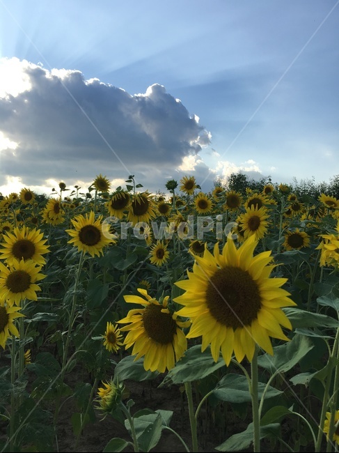 plant,식물,flower,blossom,꽃,식물,자연,plants,nature,꽃,flower