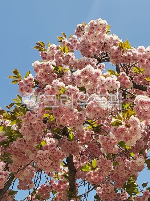 벚꽃,겹벚꽃,봄,핑크,벚꽃엔딩,꽃,cherryblossom,flower,꽃잎