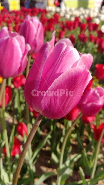 flower,튤립,tulip,분홍,흰꽃,식물,plants,꽃,flowers,spring,5월꽃,5월의꽃,봄,식물,자연,plants,nature,꽃,flower