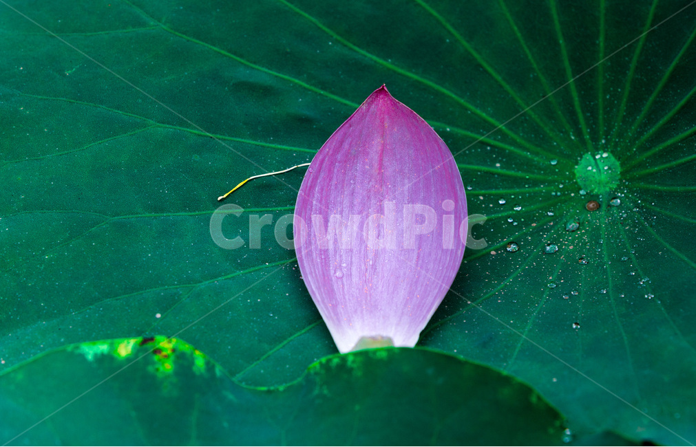 연잎,문양,무늬,꽃잎,패턴,낙화,식물,자연,plants,nature,꽃,flower
