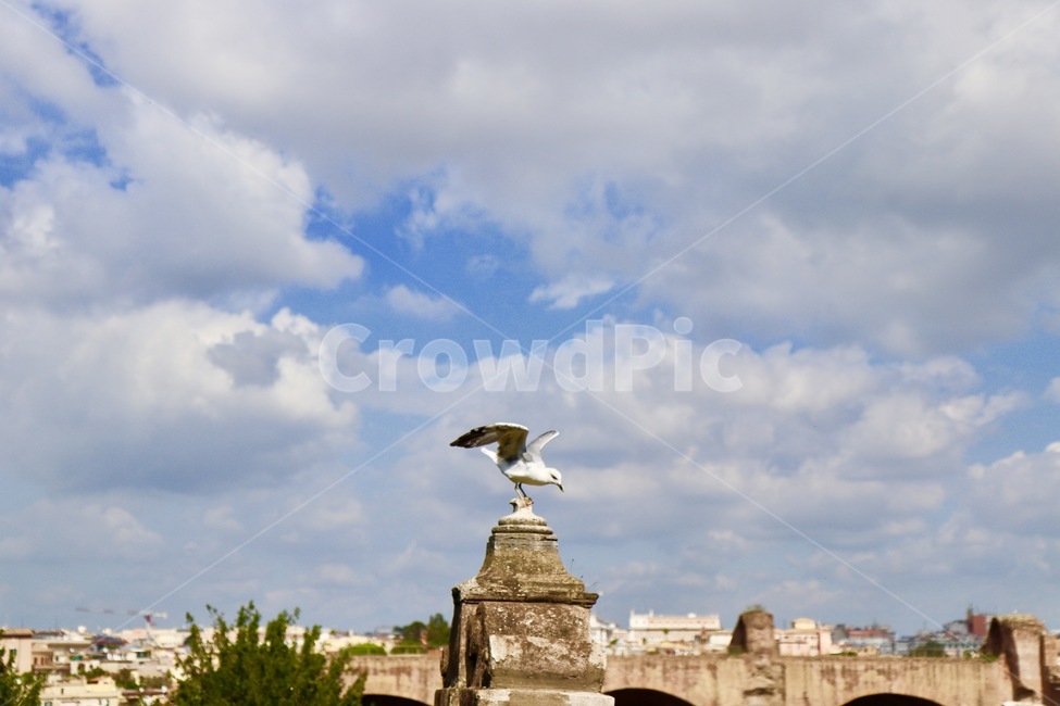 갈매기,하늘,비상,날개,새,동물,animal,조류,새,birds