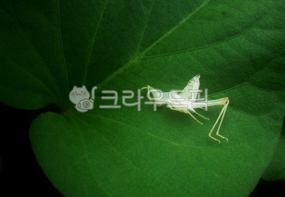 breakaway,skin,fable,empty,lata,Incomplete metamorphosis,incomplete,white,insect,molt,metamorphosis,husks,atractomorpha,Shaanxi grasshopper,emergence,Grasshopper,old,grasshopper,fault,leaf,White,ecdysis,molt angle,exuviae
