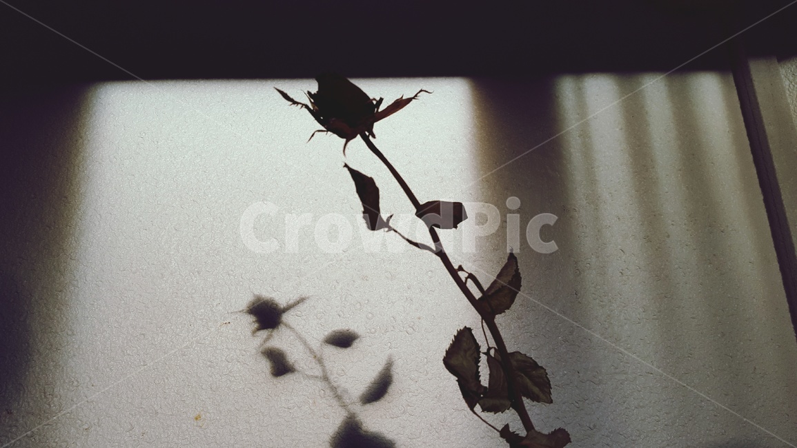 장미,장미한송이,흑백사진,그림자,rose,shadow,꽃