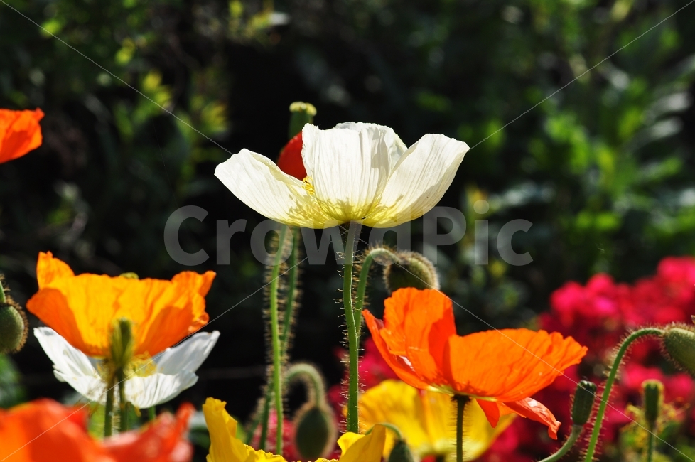 꽃,양귀비,초여름,꽃사진,하얀꽃,꽃밭,식물,자연,plants,nature,꽃,flower