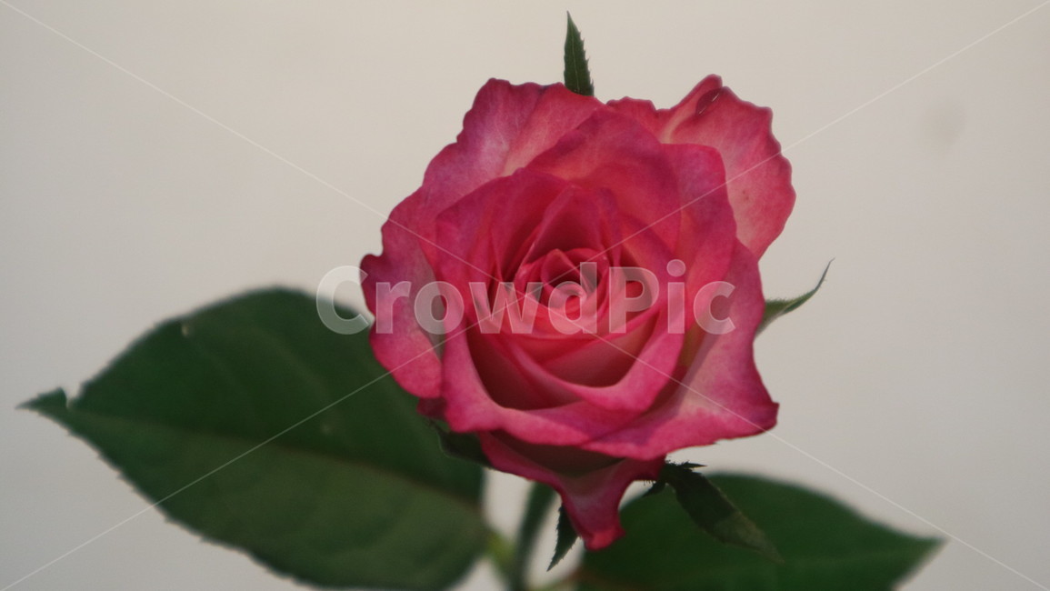 장미,분홍장미,빨간장미,꽃,장미꽃,꽃,flower