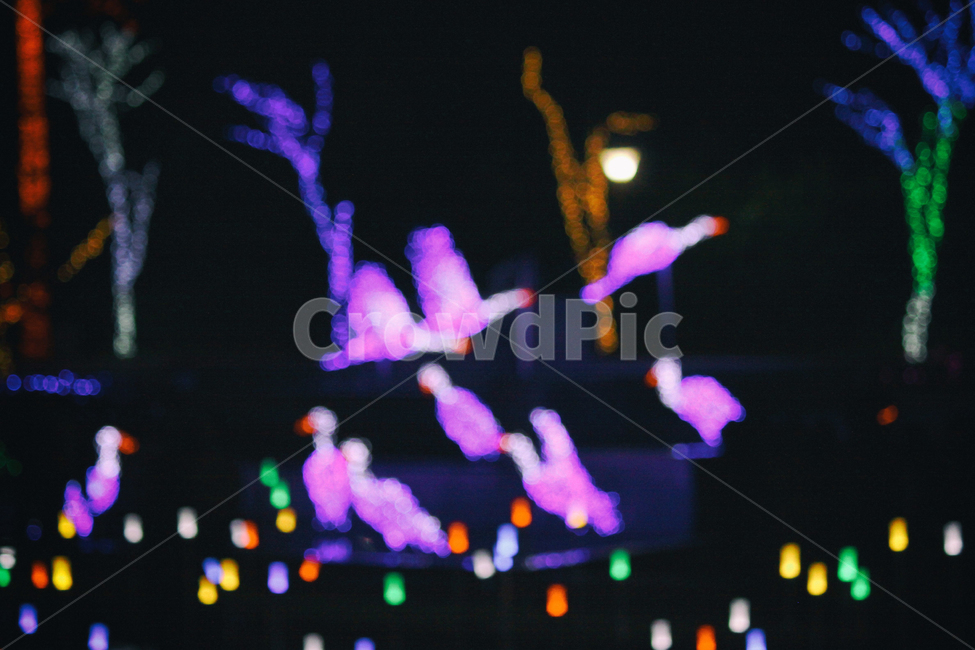 빛,빛축제,축제,야경,빛망울,풍경,도시,도심,light,festival,lightfestival,night,nightphotogrpahy,밤,저녁,city,urban,보케,landscape,야경,밤,풍경,nightscape,night,landscape,축제,행사,festival,carnival,event