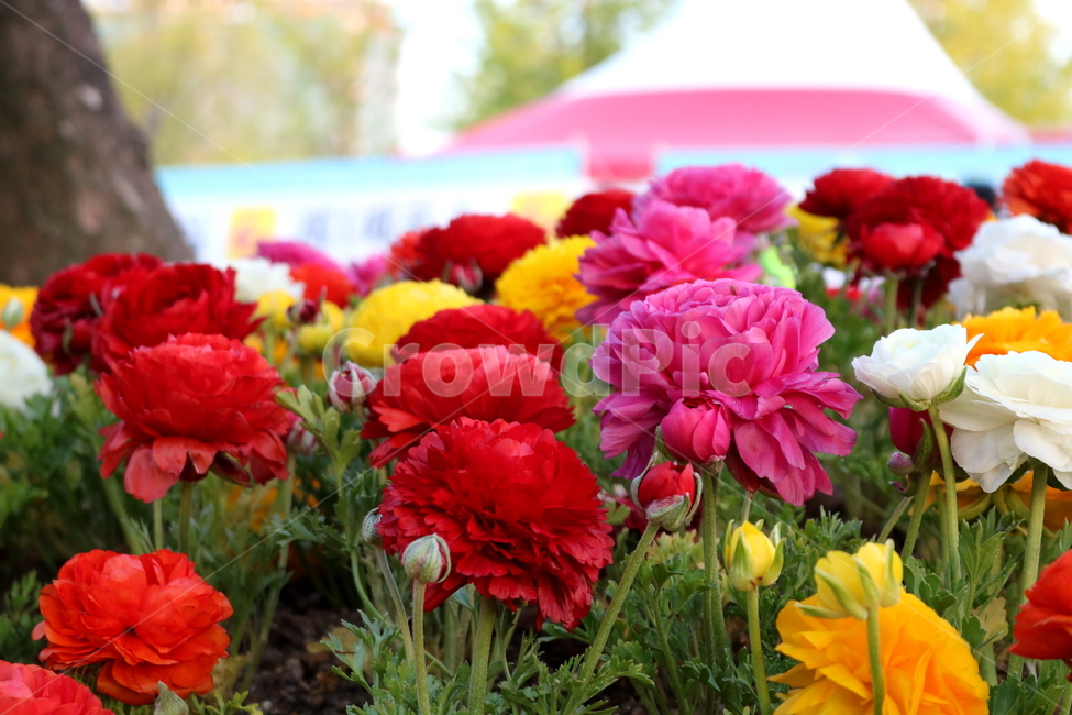 라넌큘러스,꽃,라넌큘러스꽃,식물,숙근초,꽃밭,식물,자연,plants,nature,꽃,flower