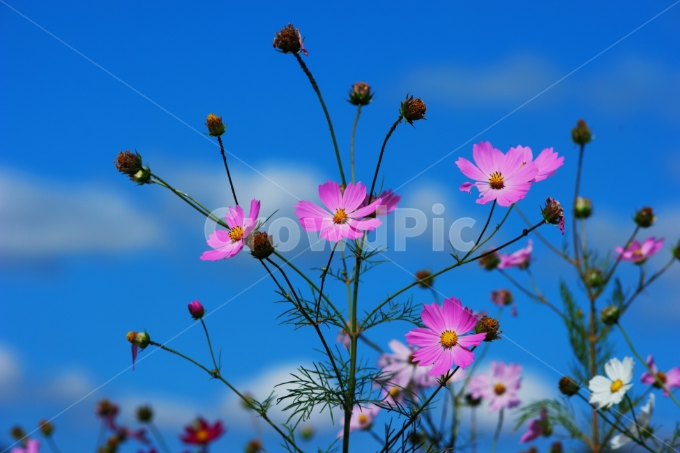 꽃,코스모스,가을,자연,풍경가을꽃,뭉게구름,하늘,가을,계절,fall,autumn,season,식물,자연,plants,nature,꽃,flower,petal,꽃잎,plant,blossom,spring,봄