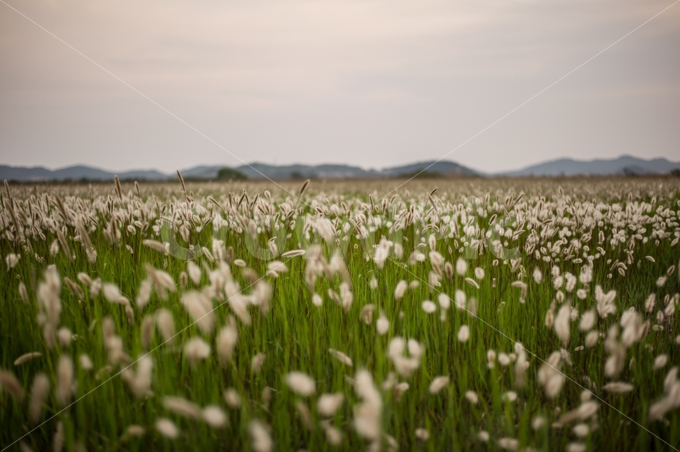 가을,여행,쓸쓸함,외로움,바람,강아지풀,풍경,자연,화성,경기도,자연,풍경,nature,landscape,감성,sensible,feeling,가을,계절,fall,autumn,season,field,들,outdoors,옥외,grassland,목초지