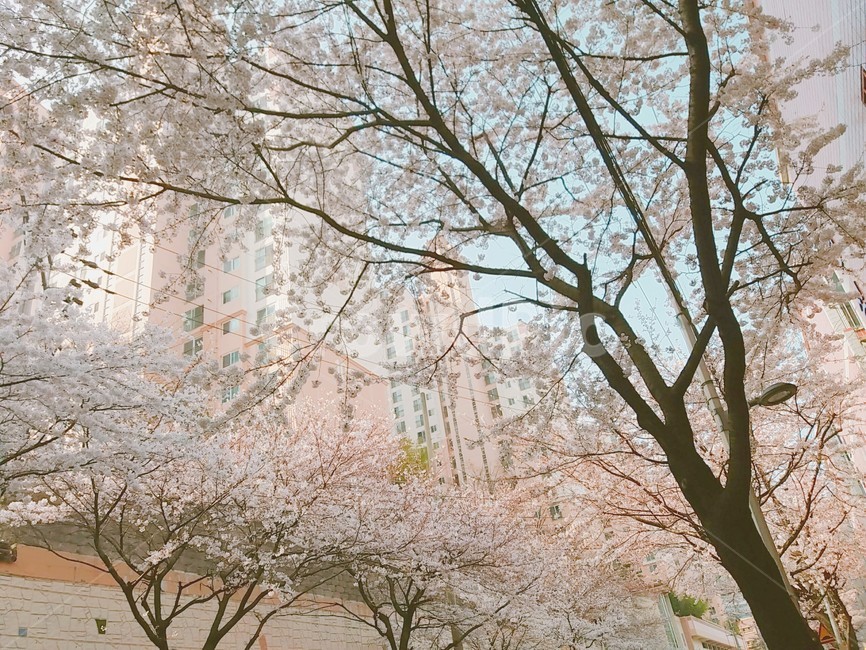 꽃,나뭇가지,꽃잎,벚꽃,봄