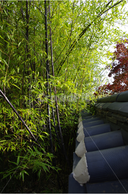 대나무,오죽,식물,plants,nature,나무,tree,담장,한국전통,한국문화,korean traditional,korean culture,식물,자연,plants,nature,나무,trees,wood