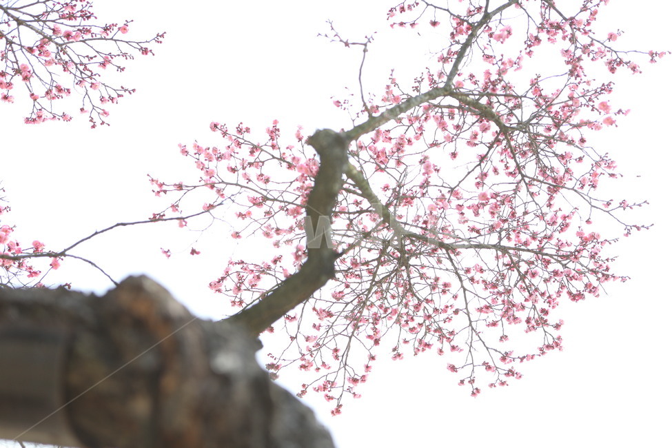매회,분홍,나무,품격,인내,식물,자연,plants,nature,꽃,flower,나무,trees,wood