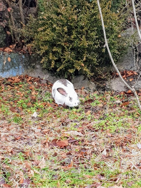 토끼,ground,풀,야생토끼,rabbit