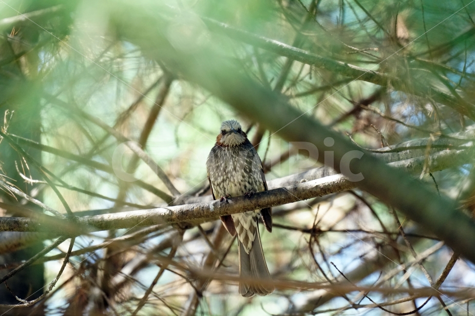 직박구리,새,조류,동물,나무,숲,자연,bird,nature,tree,감성,감성사진,스냅,스냅사진,snap,snapshot,풍경,landscape,계절,season,plants,나뭇가지,봄,spring,숲속,산림,삼림,animal,생명,동물,animal,조류,새,birds