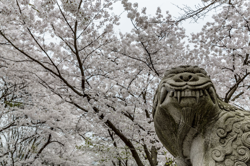 해태상,벛꽃,꽃,개화,만개,봄,석상,봄,계절,spring,season,한국전통,한국문화,korean traditional,korean culture,조각상,동상,석상,조형물,statue,bronze statue,stone statue,plant,식물,flower,blossom,cherry blossom,벚꽃
