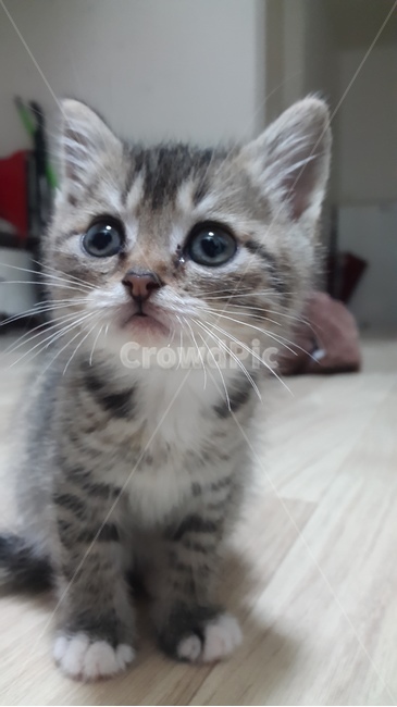 고양이,코숏,귀여워,뽀시래기,반려묘,동물,animal,포유류,mammal,고양이,cat,kitten,kitty