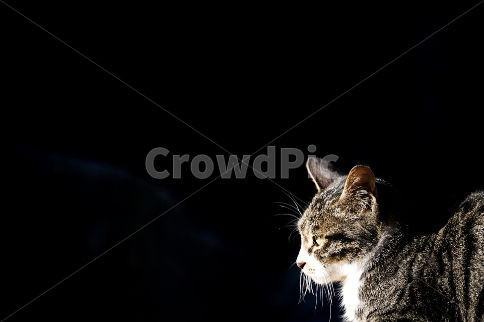 고양이,동물,포유류,길냥이,cat,animal,pet,동물,animal,포유류,mammal,고양이,cat,kitten,kitty