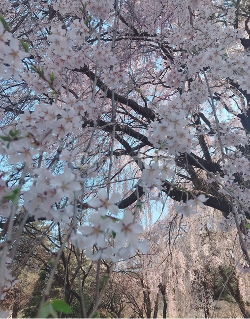 배경,풍경,봄,꽃,벚꽃,흩날리는,spring,flower,식물,자연,plants,nature,꽃,flower