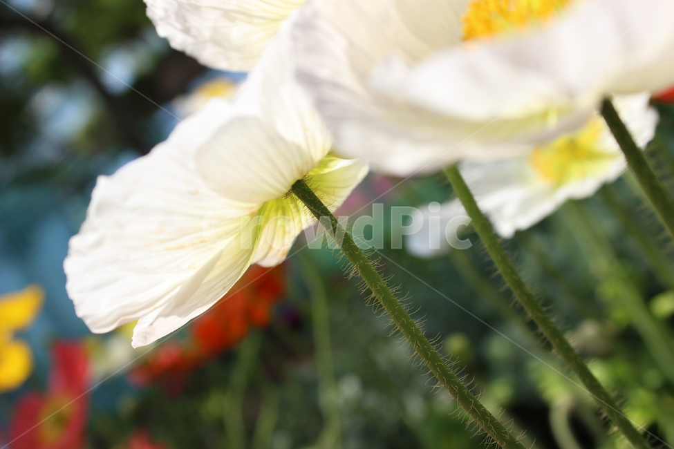 양귀비,꽃,식물,식물원,자연,식물,자연,plants,nature,꽃,flower