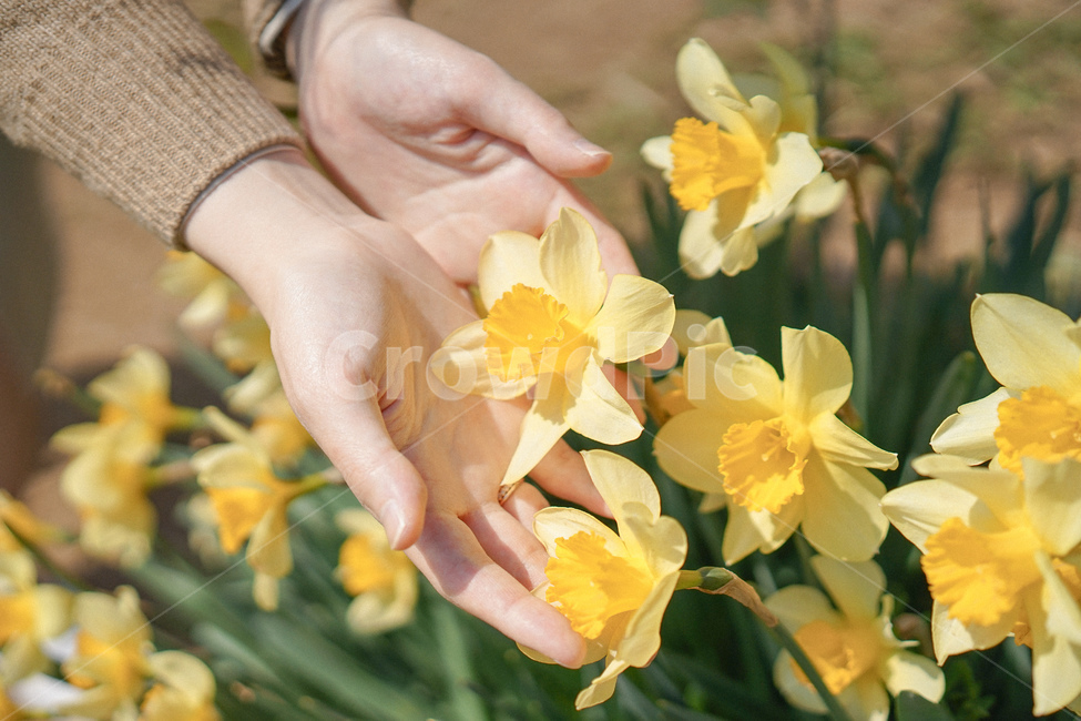 수선화,narcissus,노란,노랑색,옐로우,봄꽃,spring,노란물결,식물,자연,plants,nature,꽃,flower