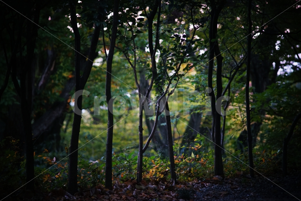 가을,나무,단풍,은행나무,분위기,고요,사찰,절,부산,autumn,fall,tree,leaf,atmosphere,calm,temple,busan,color,자연,nature,식물,자연,plants,nature,나무,trees,wood
