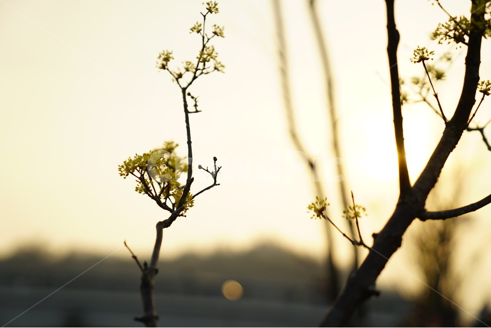 꽃,봄,클로즈업,꽃사진,개나리,봄,계절,spring,season,식물,자연,plants,nature,꽃,flower,light,빛,flare,플레어
