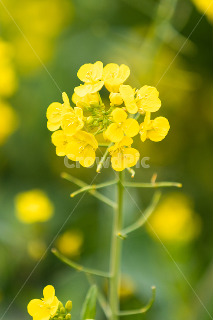 유채꽃,유채,제주도,제주,노랑,봄,따뜻함,spring,yellow,flower,접사,봄,계절,spring,season,식물,자연,plants,nature,꽃,flower