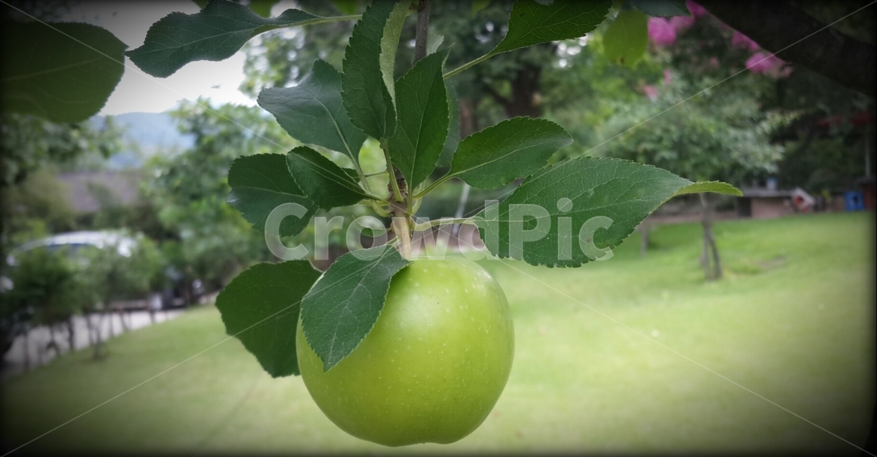 사과,풋사과,사과나무,꿀사과,과일,열매,apple,fruit,agreenapple,orchard,과수원,시골,상큼함,달콤함,원두막,나무,식물,자연,plants,nature,과일,열매,fruit