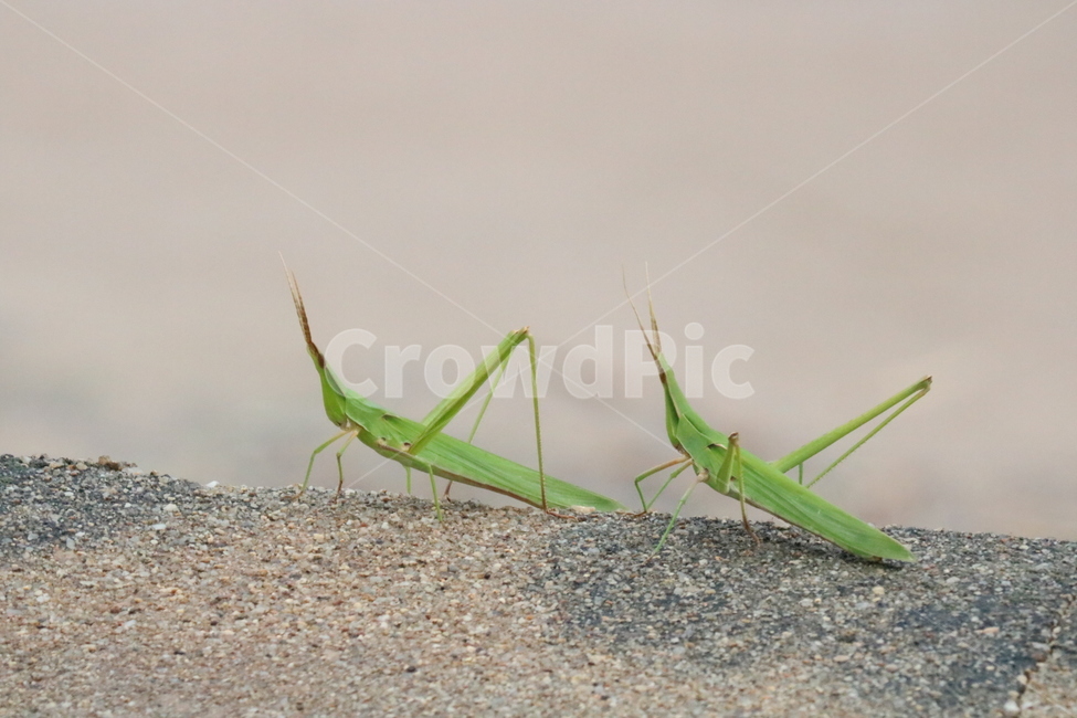 곤충,방아깨비,초록곤충,여름,장마,흙탕물,콘크리트,동물,animal,곤충,벌레,insect,bug