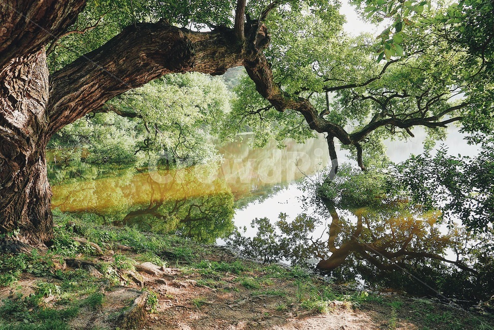 대구,경산,반곡지,나무,호수,자연,풍경,nature,landscape,한국자연풍경,한국자연경관,korea nature landscape,휴식,힐링,rest,relaxation,healing,tree,plant,식물,tree trunk,나무 줄기