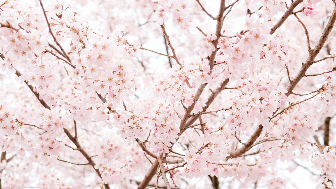 봄,벚꽃,자연,꽃,cherryblossom,sakura,spring,nature,flower,봄,계절,spring,season,plant,식물,blossom