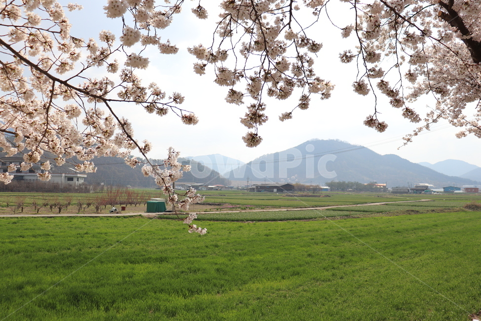 벚꽃,밭,시골,양파밭,나무,봄,계절,spring,season,plant,식물,grass,잔디