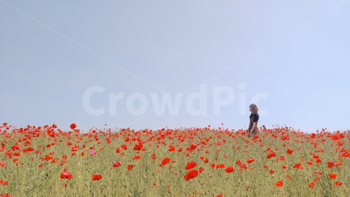 양귀비,꽃,하늘공원,공원,하늘,여자,자연,풍경,nature,landscape,사람,인물,인간,human,person,여성,여자,woman,female,lady,plant,식물,flower,blossom