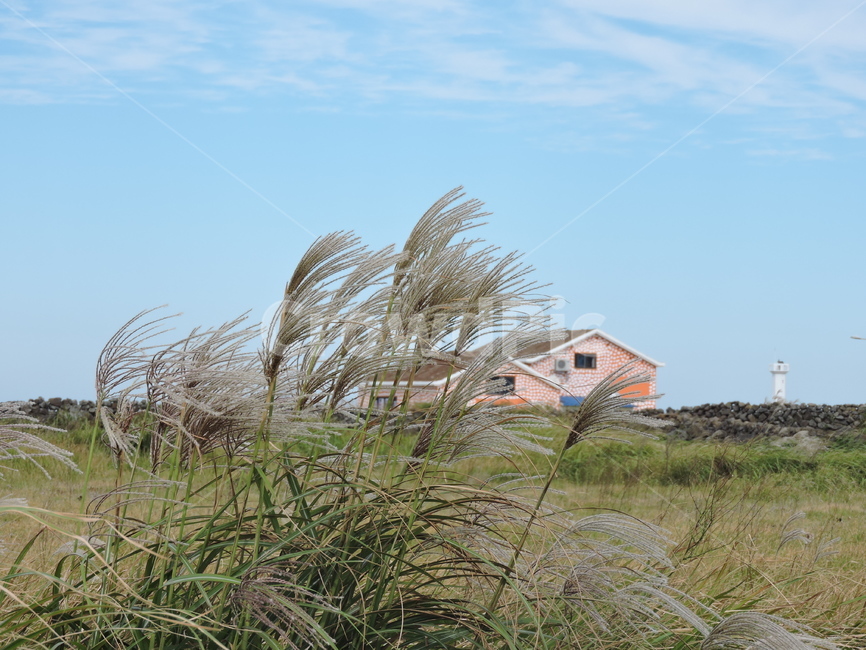 갈대,풍경,집,하늘,분위기,가을,계절,fall,autumn,season,식물,자연,plants,nature,plant,grass,잔디,lawn