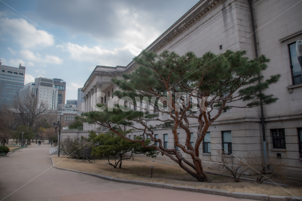 덕수궁,고궁,건물,building,tree,나무,국립현대미술관,덕수궁관