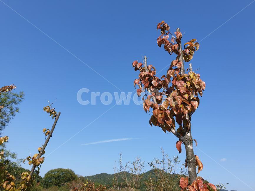 나뭇가지,나무가지,하늘,파란하늘,단풍,풍경,자연,nature,branch,maple,mapleleaves,autumn,sky,blue,scenery,leaf,leaves,가을