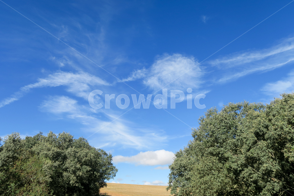 나무,tree,식물,plant,outdoors,옥외,grassland,field,들,목초지,스페인,spain,españa,산티아고순례길,순례길,산티아고,순례,pilgrim,peregrino,caminodesantiago,camino,순례자,nature,자연,길,road,way,dirtroad,흙길,풍경,landscape,아스토르가가는길,아스토르가,aastorga,toastorga