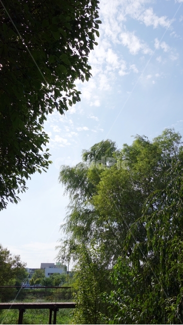 나무,다리,구름,하늘,자연,공원,자연,풍경,nature,landscape,tree,plant,식물