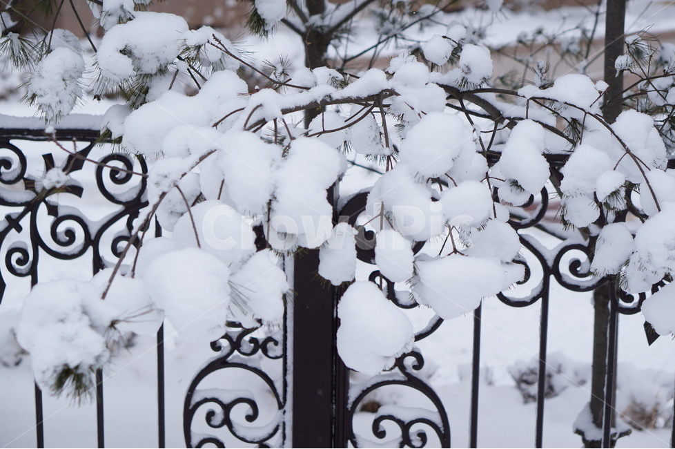 눈,설경,눈송이,겨울,풍경,겨울,계절,winter,season,식물,자연,plants,nature