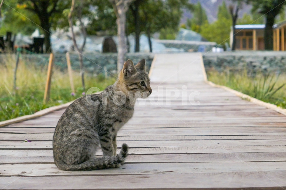 고양이,고등어무늬,동물,cat,animal,나무길,귀여움,웅크림,동물,animal,포유류,mammal,고양이,cat,kitten,kitty