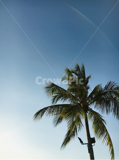 야자수,코타키나발루,수영장,하늘,바다,휴양지,구름,여유,휴가,동남아,해변,shoreline,outdoors,nature,자연,식물,자연,plants,nature,나무,trees,wood