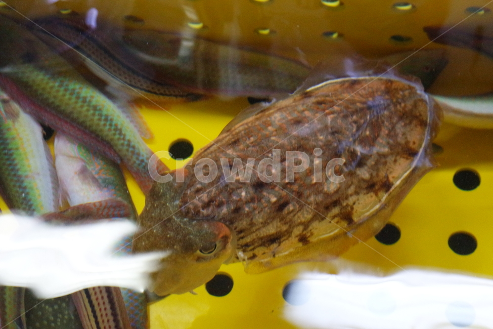 갑오징어,오징어,문어,낙지,해산물,씨푸드,seafood,동물,animal