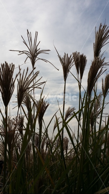 식물,갈대,가을,plant,가을풍경,식물,자연,plants,nature